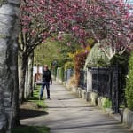 Gerard-Byrne-Georgian-Dublin-in-Spring-plein-air-painting-Wellington-Road-Ballsbridge-Dublin