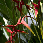 Gerard_Byrne_Firecracker_Heliconia_contemporary_figurative_art_Heliconia_Walk_Singapore_Botanic_Gardens