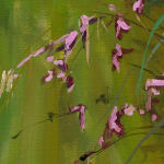 Gerard_Byrne_Spring_in_the_time_of_Coronavirus_painting_detail_contemporary_impressionism_fine_art_gallery_Dublin_Ireland