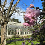 Gerard_Byrne_irish_modern_impressionist_In_Harmony_cherry_blossom_National_Botanic_Gardens_of_Ireland