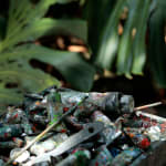 Gerard_Byrne_Green_is_the_New_Black_Artist_in_Residence_Singapore_Botanic_Gardens