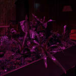 Max Hooper Schneider, Dendrite Bonsai (Lemon), 2023