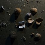 Candice Lin, Meditations on Last Philosophy (in which the possibilities of a coevolutionary, spontaneously generated, parasitic future are demonstrated), 2015