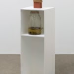 Candice Lin, Meditations on Last Philosophy (in which the possibilities of a coevolutionary, spontaneously generated, parasitic future are demonstrated), 2015
