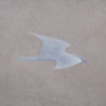 Ian Miyamura, gull in haze, 2024