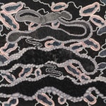 Ann Leda Shapiro, Snake Spine, 1993