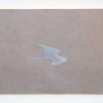 Ian Miyamura, gull in haze, 2024