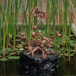 Max Hooper Schneider, Dendrite Bonsai (Lemon), 2023