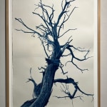 Dora Somosi cyanotype of Juniper tree at gilman contemporary