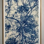 Cyanotype photograph by dora somosi from beneath tree blue and white