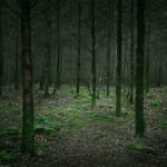 Ellie Davies photography stars on the forest floor buy here Gilman Contemporary Sun Valley art gallery Idaho