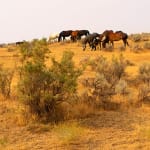 Tom Chambers Archival pigment print of a herd of horses grazing