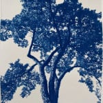 dora somosi tree photograph cyanotype louisa may alcott
