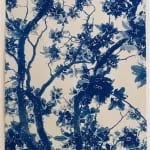 Dora somosi cyanotype tree photograph imogen cunningham
