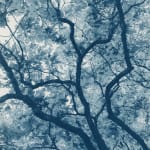 Modern Cyanotype, Dora Somosi, NY artist, Gilman Contemporary
