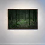Ellie Davies photography stars on the forest floor buy here Gilman Contemporary Sun Valley art gallery Idaho