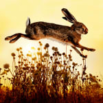Tom Chambers Archival pigment print of a wild rabbit leaping in a field in the sunlight