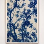 Dora somosi cyanotype tree photograph imogen cunningham