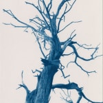 Dora Somosi cyanotype of Juniper tree at gilman contemporary