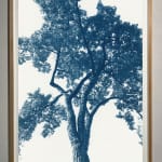 dora somosi tree photograph cyanotype louisa may alcott