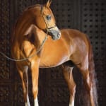 ARTUR BABOEV, Mirage, 2014