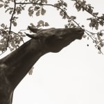 ARTUR BABOEV, Golden, 92x72cm, 2010