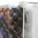 painting of a group of people doing a cheers over bubble wrap