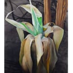 painting of a burnt ageve plant