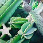 photorealistic painting of a group of cacti