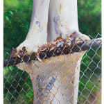 painting of a eucalyptus tree growing around a fence