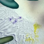 abstract painting of flowers