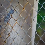 painting of a eucalyptus tree growing around a fence
