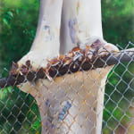 painting of a eucalyptus tree growing around a fence