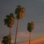 painting of a los angeles landscape with palm trees and a sunset