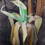 painting of a burnt ageve plant