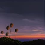 painting of a los angeles landscape with palm trees and a sunset