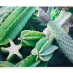 photorealistic painting of a group of cacti