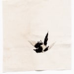 Domino Whisker, White Feather (from dad)