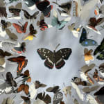 Rebecca J Coles, Black & White 02