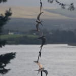 Ian Pollock, Flying Into the Mind of Wonder