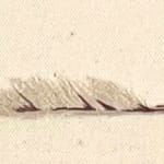 Domino Whisker, White Feather (from dad)