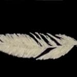 Domino Whisker, White Feather (from dad)