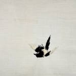 Domino Whisker, White Feather (from dad)