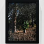 Steve Carr, Creeping Bush, 2025