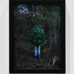 Steve Carr, Creeping Bush, 2025