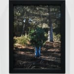 Steve Carr, Creeping Bush, 2025