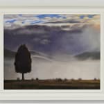 Dick Frizzell, Dark Tree, 2025