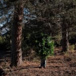 Steve Carr, Creeping Bush, 2025