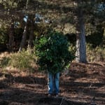 Steve Carr, Creeping Bush, 2025