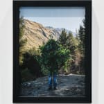 Steve Carr, Creeping Bush, 2025
